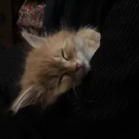 original sound - fytages.meow