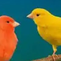 pollo.bautista.miranda