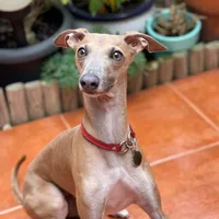 original sound - bimbagreyhound