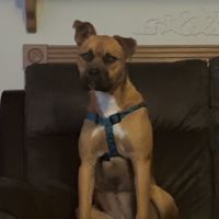 thomastbreeders