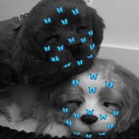 perfectpetzzz.nova_paris