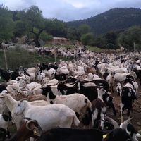 francisco4133911657760