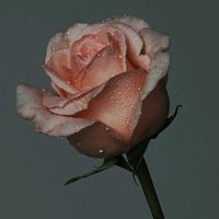 cont_de_toate2