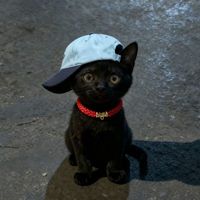 moshi.jpg