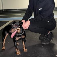 mincaderjagdhund