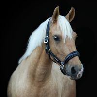 equi_rocky