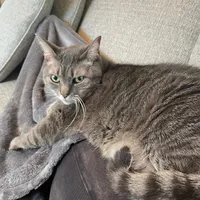 original sound - roro.cat