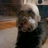 duddonaalindamaravilhosa