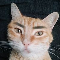 canelitobabycat