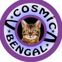 cosmicbengals_n_leopards