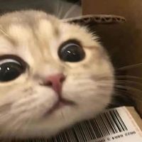 nhạc nền - law89