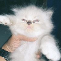 suara asli - Penikmat Musik