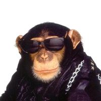 monito.oficial