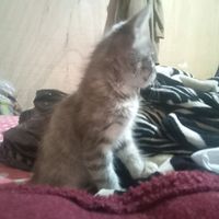 gatito.wachin