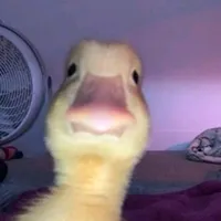 original sound - speed_up_songkk