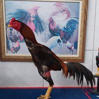 raylsonresende