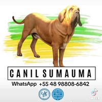 filabrasileirosumauma