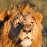 original sound - nouroulahi11