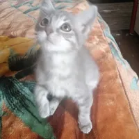 original sound - kraulin_steb