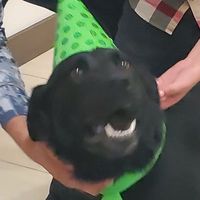 puchipata