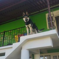 lupecervantes034