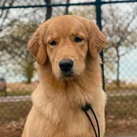 je te laisserai des mots