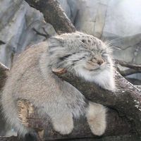 cutepallascats