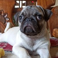 buchanans.la.pug