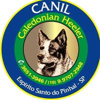 canilcaledonianheeler