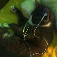 Under the influence Eminem sped up