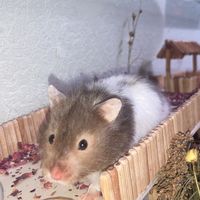 sids.hamsterbande