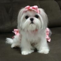 babi_shihtzuu