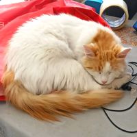 fluffypuffmeow