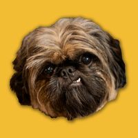 original sound - Korgi