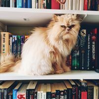 from_a_to_z_books