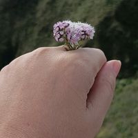 rosanarb4