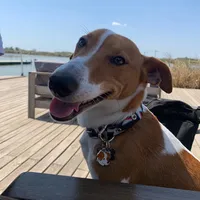 original sound - jackrussell_polo