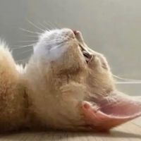 litgorilla83