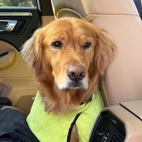 thespicygoldenn