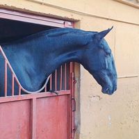 yeguada_angel_vargas