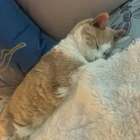 original sound - x_abbie.mullen_x