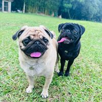 duas_pugs