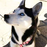 kira_occhi_ghiaccio_