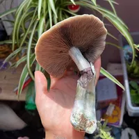 original sound - r.jones66