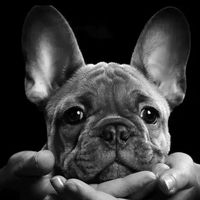 frenchies_sacramento1