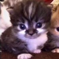 southpark_kenny_lover