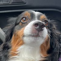 snyiipes
