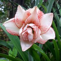 lalocadelasplantas2000