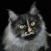 luckimainecoons