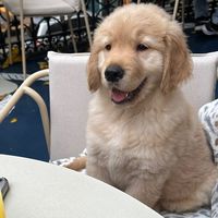 pomelothegolden